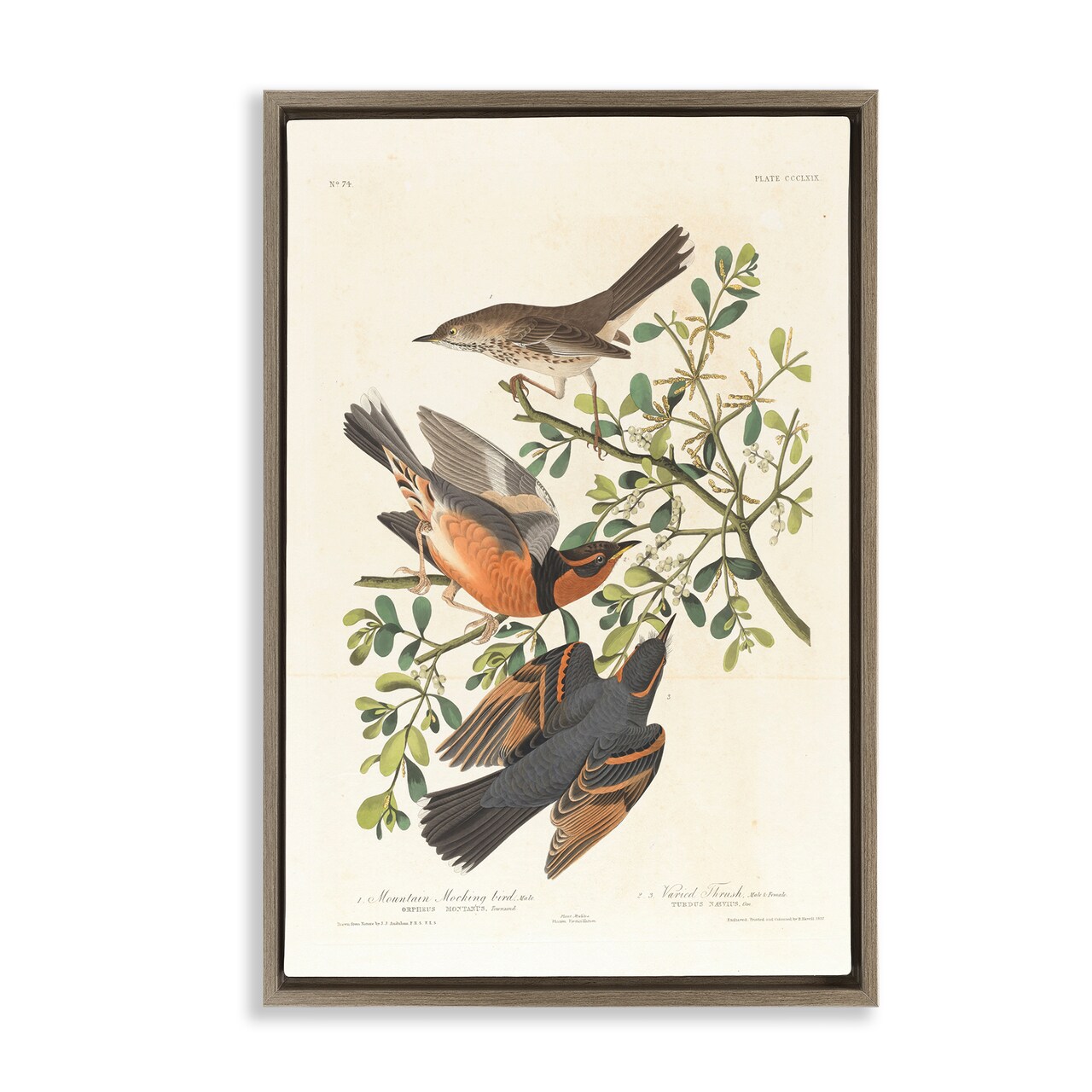 Stupell Industries Classic Audubon Bird Study Framed Floater Canvas Wall Art Design by one1000paintings